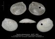 BI104-01-Nucula-subtransversa