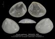 BI104-11-Nucula-cappilacea-