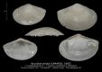 BI105-01-Nuculana-striatina