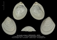 BI106-01 Nucinella miliaris