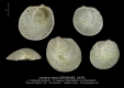 BI108-04 Limarca nana