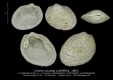 BI109-14 Cnisma nuculata