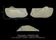 BI110-02 Arca minuata