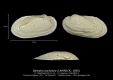 BI110-15 Barbatia barbatula