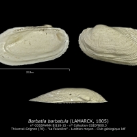 BI110-15 Barbatia barbatula
