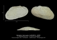 BI110-29 Barbatia interrupta