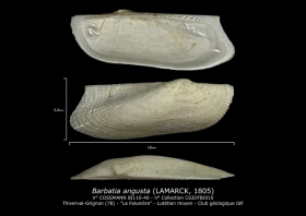 BI110-40 Barbatia angusta