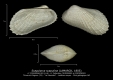 BI110-48 Scapularca scapulina
