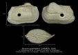 BI110-49 Striarca quadrilatera