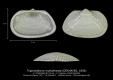 BI110-56 Trigonodesma multidentata