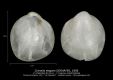 BI119-01-Crenella-elegans-