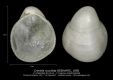 BI119-03-Crenella-cucullata