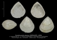 BI97-35 Condylocardia atomus