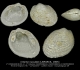 BI109-14 Cnisma nuculata