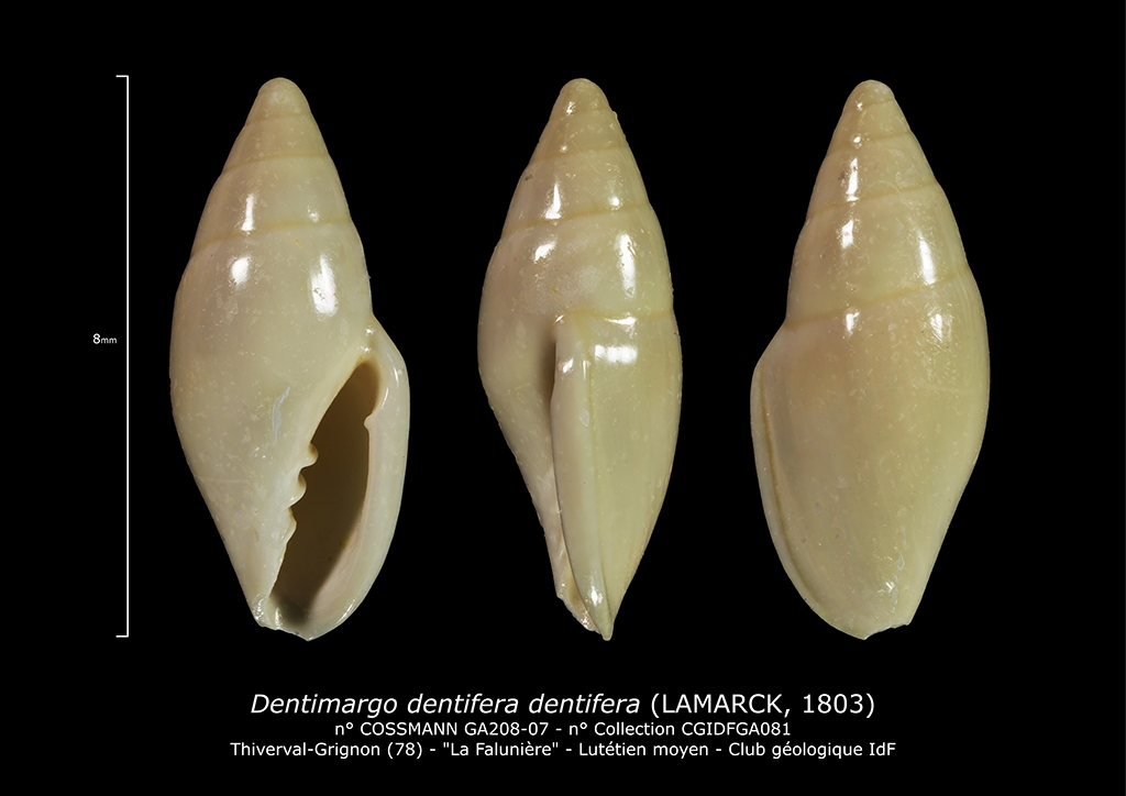 GA208-07 Dentimargo dentifera dentifera