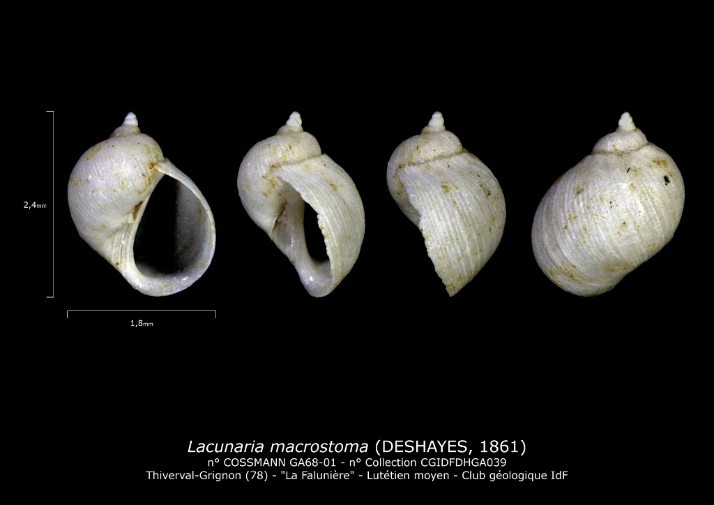 GA68-01 Lacunaria macrostoma