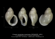 GA110-33 Cirsope marginata marginata