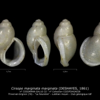 GA110-33 Cirsope marginata marginata