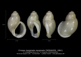 GA110-33 Cirsope marginata marginata