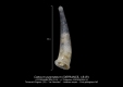 GA122-01-Caecum-pygmaeum-BR