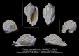 GA165-01 Cassis harpaeformis BR (1024x725)