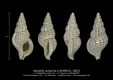 GA167-07 Sassiella colubrina