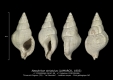 GA167-08 Nassitriton striatulus