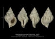 GA167-13 Parasassia dumortieri
