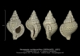 GA167-14 Parasassia multigranifera