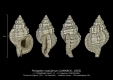 GA167-17 Protoplex nodularius