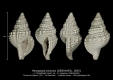 GA167-18 Parasassia bicincta