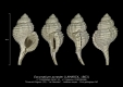 GA167-22 Eocymatium pyraster