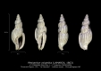 GA167bis-1 Plesiotriton volutellus