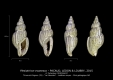 GA167bis Plesiotriton evanesco