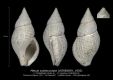 GA182-01-Metula-subdecussata