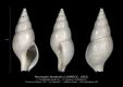 GA185-01-Parvisipho-terebralis-