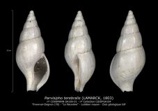 GA185-01-Parvisipho-terebralis-