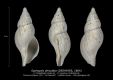 GA185-03-Syphopsis-denudata