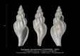 GA185-06-Syphopsis-tenuiplicata