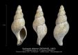 GA185-13-Syphopsis-distorta-