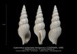 GA187-01-Coptochetus-scalaroides-hemigymnus