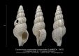 GA187-01-Coptochetus-scalaroides-scalaroides