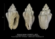 GA202-10 Mitreola labiata