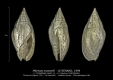 GA202-12 Mitreola maxwelli