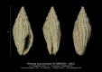 GA202-13 Mitreola subcostulata