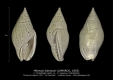GA202-15 Mitreola labratula