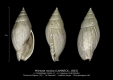 GA202-17 Mitreola mutica