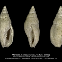 GA202-18 Mitreola monodonta