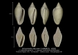 GA208-01 Volvarinella eburnea