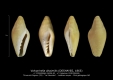 GA208-02 Volvarinella dissimilis